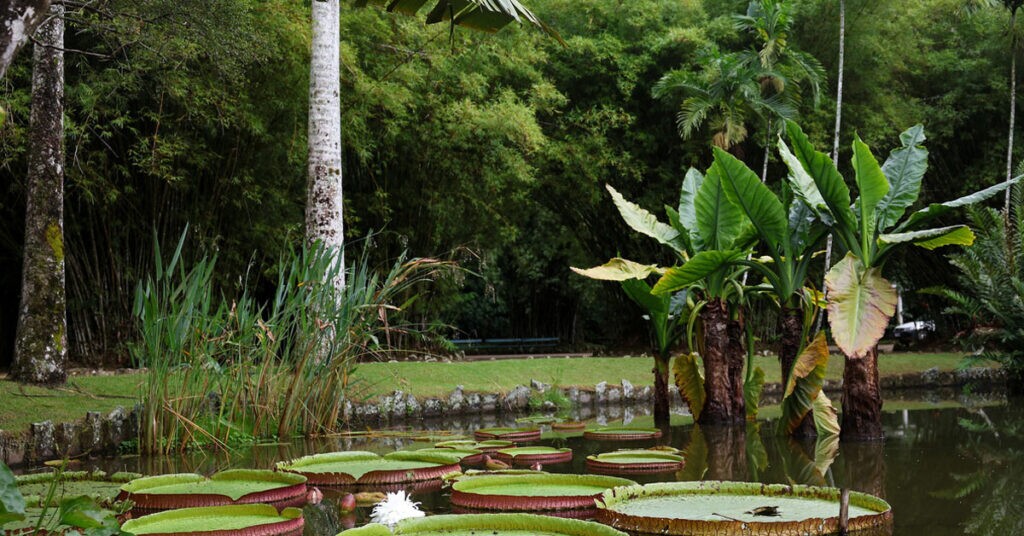 Concurso Jardim Botânico: Edital publicado com 20 vagas. Iniciais de R$8 mil!