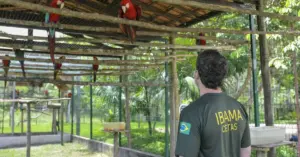 Agente do Ibama em serviço / Concurso Ibama